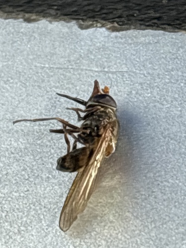 Unknown species found near Butler Memorial Hospital, Butler, PA, US