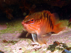 Hypoplectrodes maccullochi