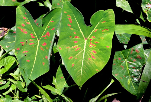 Caladium bicolor