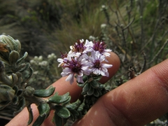 Linochilus phylicoides