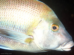 Nemadactylus douglasii