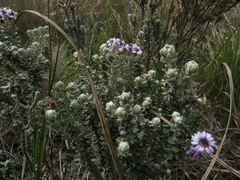 Linochilus phylicoides
