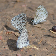Leptotes cassius cassius