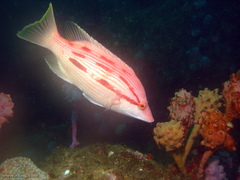 Bodianus unimaculatus
