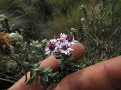 Linochilus phylicoides