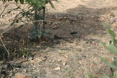 Caprimulgus longipennis