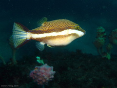 Canthigaster callisterna