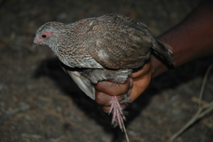 Ptilopachus petrosus