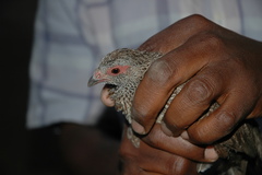 Ptilopachus petrosus