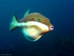 Canthigaster callisterna