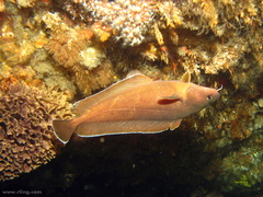 Lotella rhacina