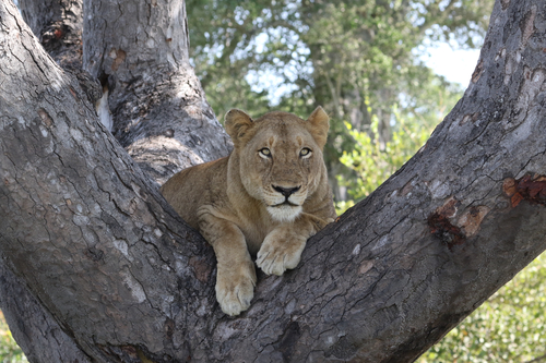 Lions
