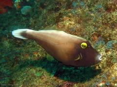 Eubalichthys bucephalus