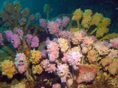 Halisarca australiensis