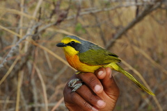 Telophorus sulfureopectus