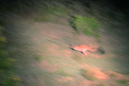 East African Spring Hare