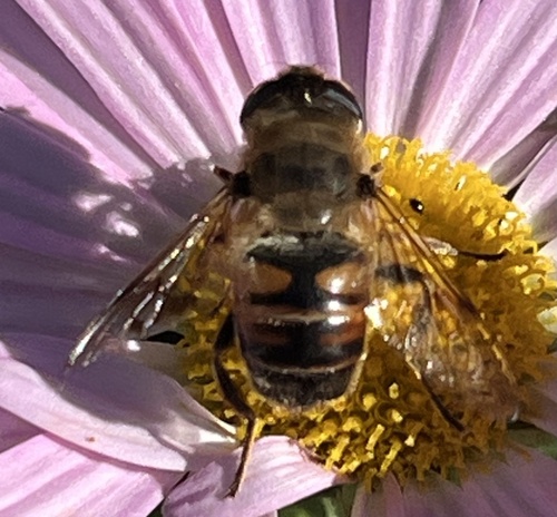 Unknown species found near McKinley St, Durham, NC, US