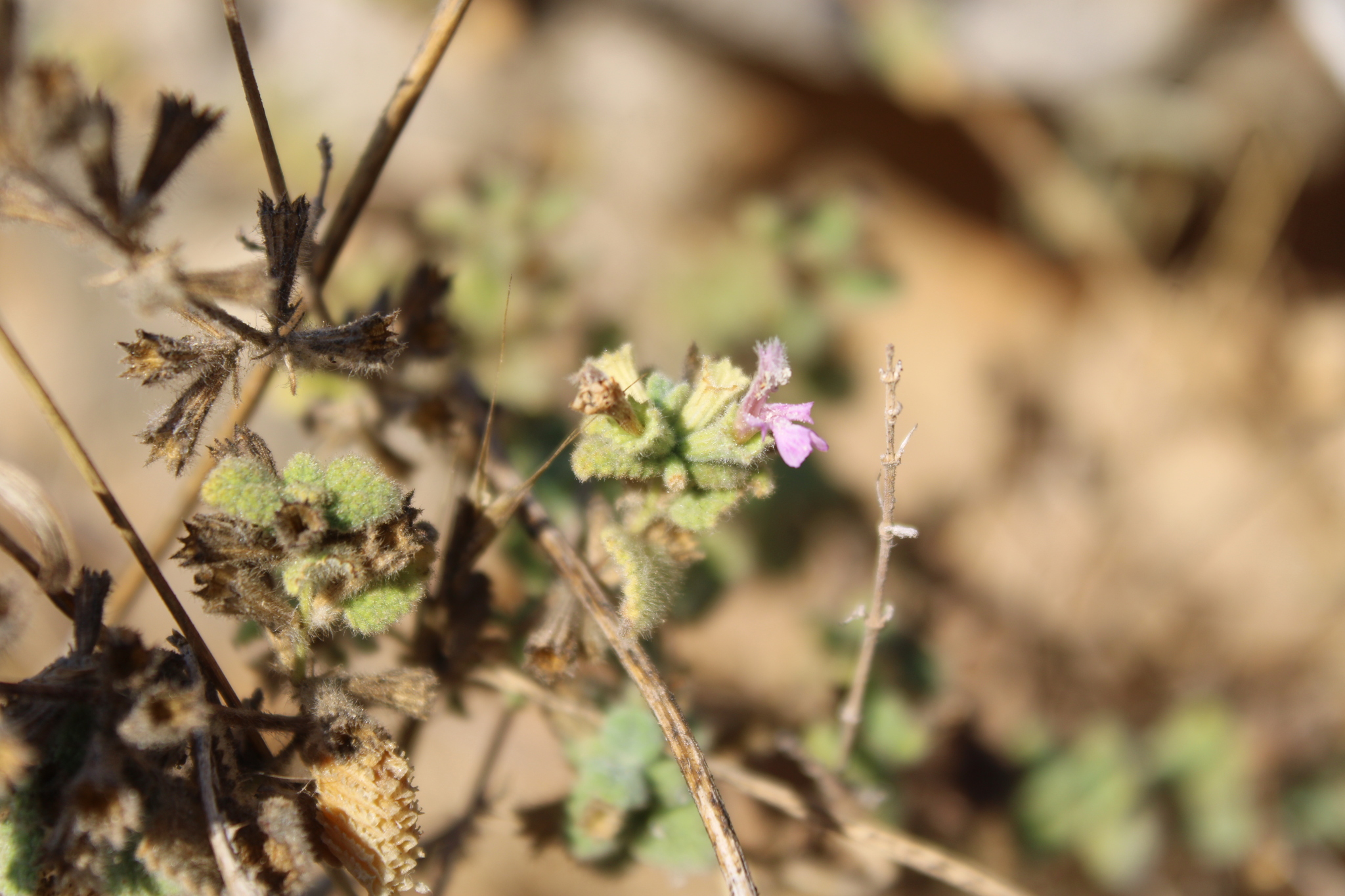 Ballota saxatilis