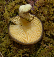 Hygrophorus boyeri