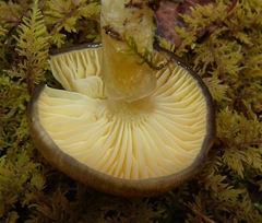 Hygrophorus boyeri
