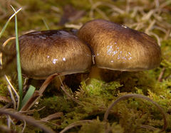 Hygrophorus boyeri