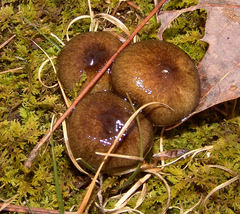 Hygrophorus boyeri
