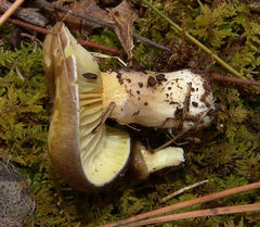 Hygrophorus boyeri