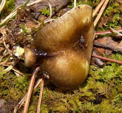 Hygrophorus boyeri
