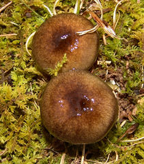 Hygrophorus boyeri