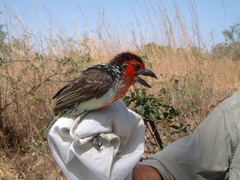 Lybius vieilloti