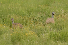 Eupodotis caerulescens