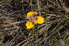 Trimezia juncifolia
