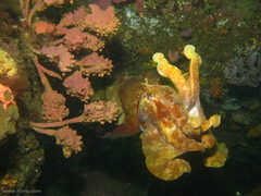 Pyura spinifera