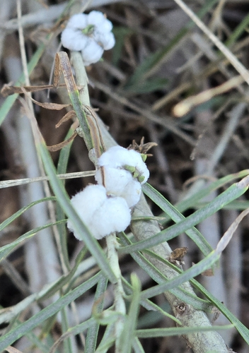 Unknown species found near Littleton, CO 80127, USA