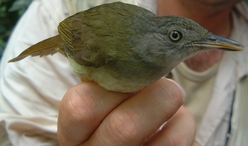White-throated Greenbul