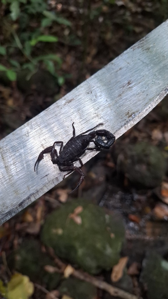 Tityus elizabethae