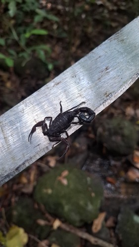 Tityus elizabethae