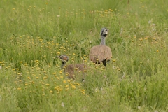 Eupodotis caerulescens