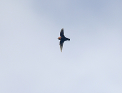 Streptoprocne rutila