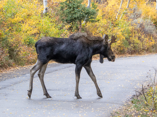 Moose photographed in Utah