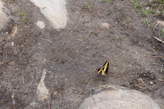 Heraclides thoas brasiliensis