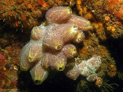 Botrylloides magnicoecus