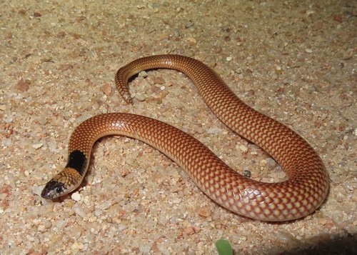 Photo of a Robust Burrowing Snake (Antaioserpens albiceps)