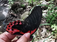 Papilio rumanzovia
