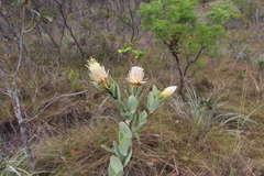 Dasyphyllum