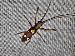 Olenecamptus bilobus