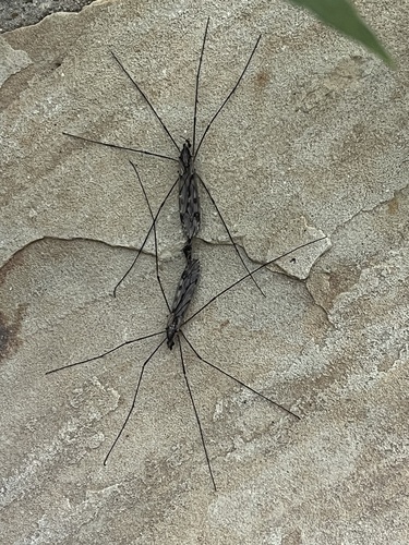 Unknown species found near Georgia, US
