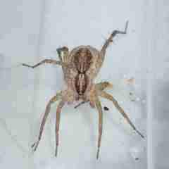 Pardosa pseudoannulata