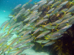 Trachurus novaezelandiae