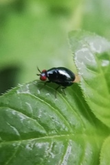 Spaniocelyphus cognatus